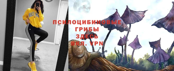 гашик Зеленокумск